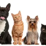 depositphotos_10903047-stock-photo-group-of-cats-and-dogs