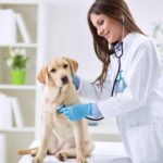 papelmatic-higiene-profesional-limpieza-desinfeccion-clinicas-veterinarias